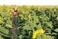 A girl looks at the horizon in a field of yellow sunflowers on a sunny bright day Royalty Free Stock Photo