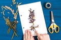 Girl makes herbarium of herbs sage meadow