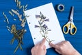 Girl makes herbarium of herbs Campanula