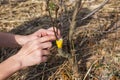 A girl makes a wild apple graft in early spring