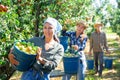 Girl, man and woman harvesting pears Royalty Free Stock Photo