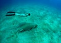 Girl and manatee Royalty Free Stock Photo