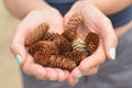 Girl with manicure in the forest holds a handful of pine cones Royalty Free Stock Photo