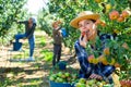 Girl, man and woman harvesting pears Royalty Free Stock Photo