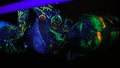 A girl in multicolored patterns dances an oriental dance standing by the ultraviolet lamp