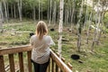 Girl observing watching Black Bear mother and baby cub summer time, Acadieville New Brunswick Canada Royalty Free Stock Photo