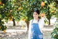 Girl and oranges, girl picks oranges, fruit orange grove, organic farm, Israel Royalty Free Stock Photo