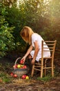 A girl in orchard pick apples in basket Royalty Free Stock Photo