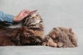 Girl grooming Maine Coon cat, combing her cat with a brush. Cat care hygiene, pet grooming.Shedding cat,pile of cat hair