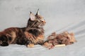 Girl grooming Maine Coon cat, combing her cat with a brush. Cat care hygiene, pet grooming.Shedding cat,pile of cat hair