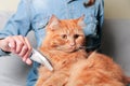 Girl grooming red ginger cat, combing her cat with a brush. Cat care hygiene, pet grooming.Shedding cat,pile of cat hair