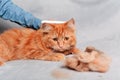 Girl grooming red ginger cat, combing her cat with a brush. Cat care hygiene, pet grooming.Shedding cat,pile of cat hair