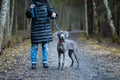 Girl owner training beautiful dog blue Weimaraner breed outdoors, the girl puts the dog in a rack, they look at the camera