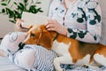 The girl in pajamas is reading a book at home with a beagle puppy dog. Beagle is lies on girl`s knees. Royalty Free Stock Photo