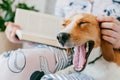 The girl in pajamas is reading a book at home with a beagle puppy dog. Beagle is lies on girl`s knees. Royalty Free Stock Photo