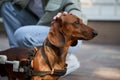 Girl petting a handicapped dog. Pet owner giving stroking a disabled dachshund on a wheel chair Royalty Free Stock Photo