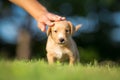 Girl petting little puppy