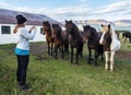 Girl is photographing Icelandic horses in the farm of Varmahlid village