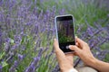 A girl photographs lavender flowers in a field on a smartphone. Lifestyle, hobby Royalty Free Stock Photo