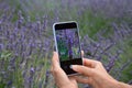 A girl photographs lavender flowers in a field on a smartphone. Lifestyle, hobby Royalty Free Stock Photo