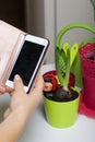 The girl photographs on a smartphone hyacinth and daffodil in a pot. Clay drinkers are next to the flowers