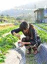 Girl pick strawberry in farm