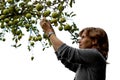 Girl picking an apple on white Royalty Free Stock Photo