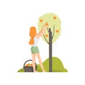 Girl picking apples in the garden, farmer harvesting vector Illustration