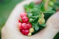 Girl picking berries in the woods. Wild cowberry foxberry, lingonberry with leaves.