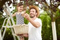 A girl picking cherries with her father Royalty Free Stock Photo