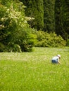 Girl picking flowers Royalty Free Stock Photo