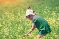 Girl picking flowers on the meadow Royalty Free Stock Photo