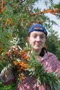 Girl picking Hippophae in the field