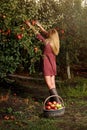 Girl is picking red apples in orchard Royalty Free Stock Photo