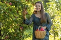 Girl picking ripe juicy red apple from tree in basket in the garden. young woman collecting summer harvest in farm. harvesting Royalty Free Stock Photo