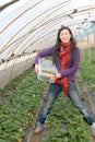 Girl Picking strawberry