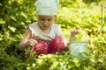 Girl picking strawberry in a field. Agriculture, health, bio food concept Royalty Free Stock Photo