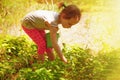 Girl picking strawberry in a field. Royalty Free Stock Photo