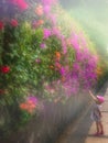 Girl picking up flowers in a mist Royalty Free Stock Photo