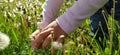 Girl picking up white daisies in the spring Royalty Free Stock Photo