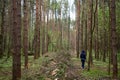 A girl in a pine forest in a clearing cut down, trees. Felling. The grass is green around tall slender trees. Passage in the fores