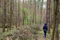 A girl in a pine forest in a clearing cut down, trees. Felling. The grass is green around tall slender trees. Passage in the fores