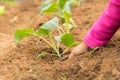 Girl planting cauliflower into the fresh soil of a garden. Royalty Free Stock Photo