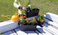 Girl plants marigold seedlings in flower pots. Tagetes. Home gardening. Royalty Free Stock Photo