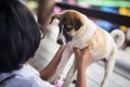 girl play with her cute puppy dog Royalty Free Stock Photo