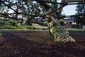 Girl in a playground while having fun going through a rope net on her knees Royalty Free Stock Photo