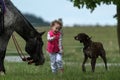 Girl playing with dog and horse, young pretty cute girl with blond curly hair, freedom, joyful, outdoor, spring, healthy, happy ha Royalty Free Stock Photo