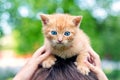 Girl playing with a little red kitten holding it on her head Royalty Free Stock Photo