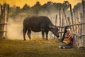 Girl playing music in a buffalo rice field. Rural women playing mandolin guitar at countryside in Asia