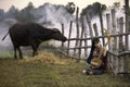 Girl playing music in a buffalo rice field. Rural women playing mandolin guitar at countryside in Asia Royalty Free Stock Photo